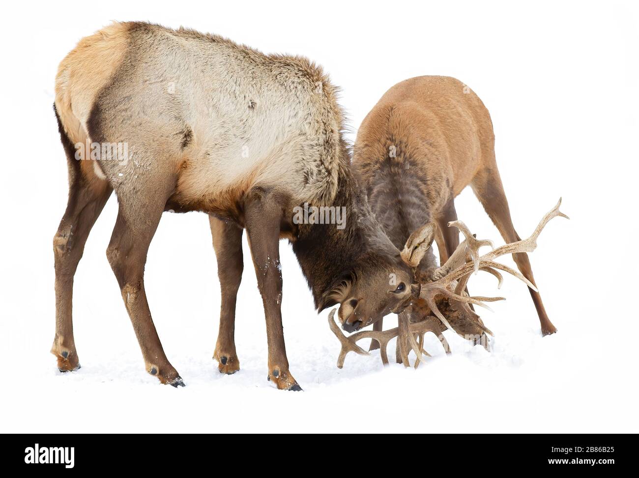 Two Bull Elk with large antlers isolated on white background fighting in the winter snow in Canada Stock Photo