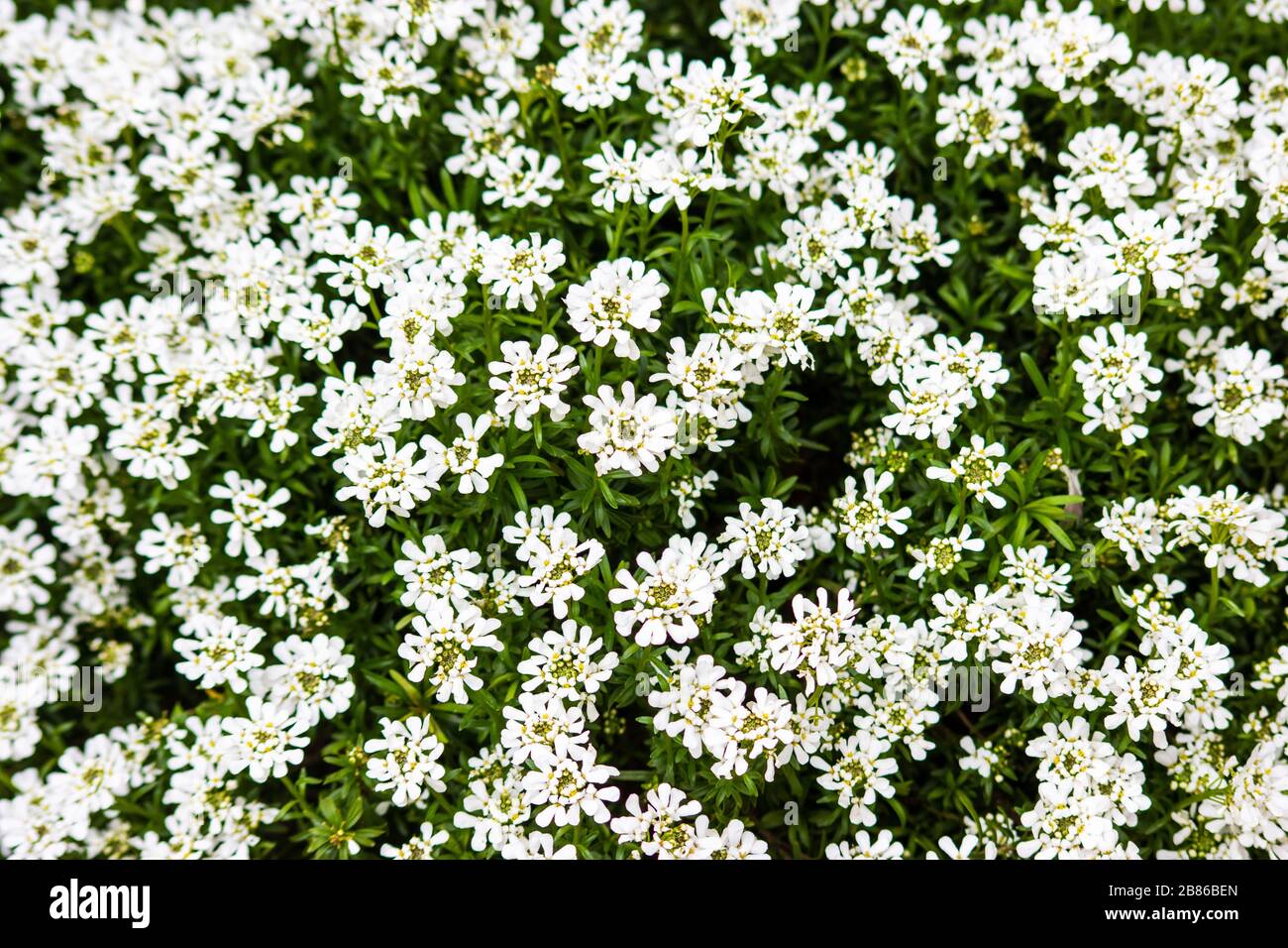 White flowers of Candytuft Iberis sempervirens against their green leaves Stock Photo