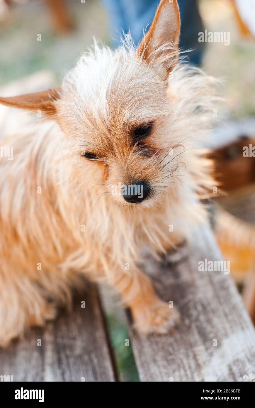 tiny dogs with big ears