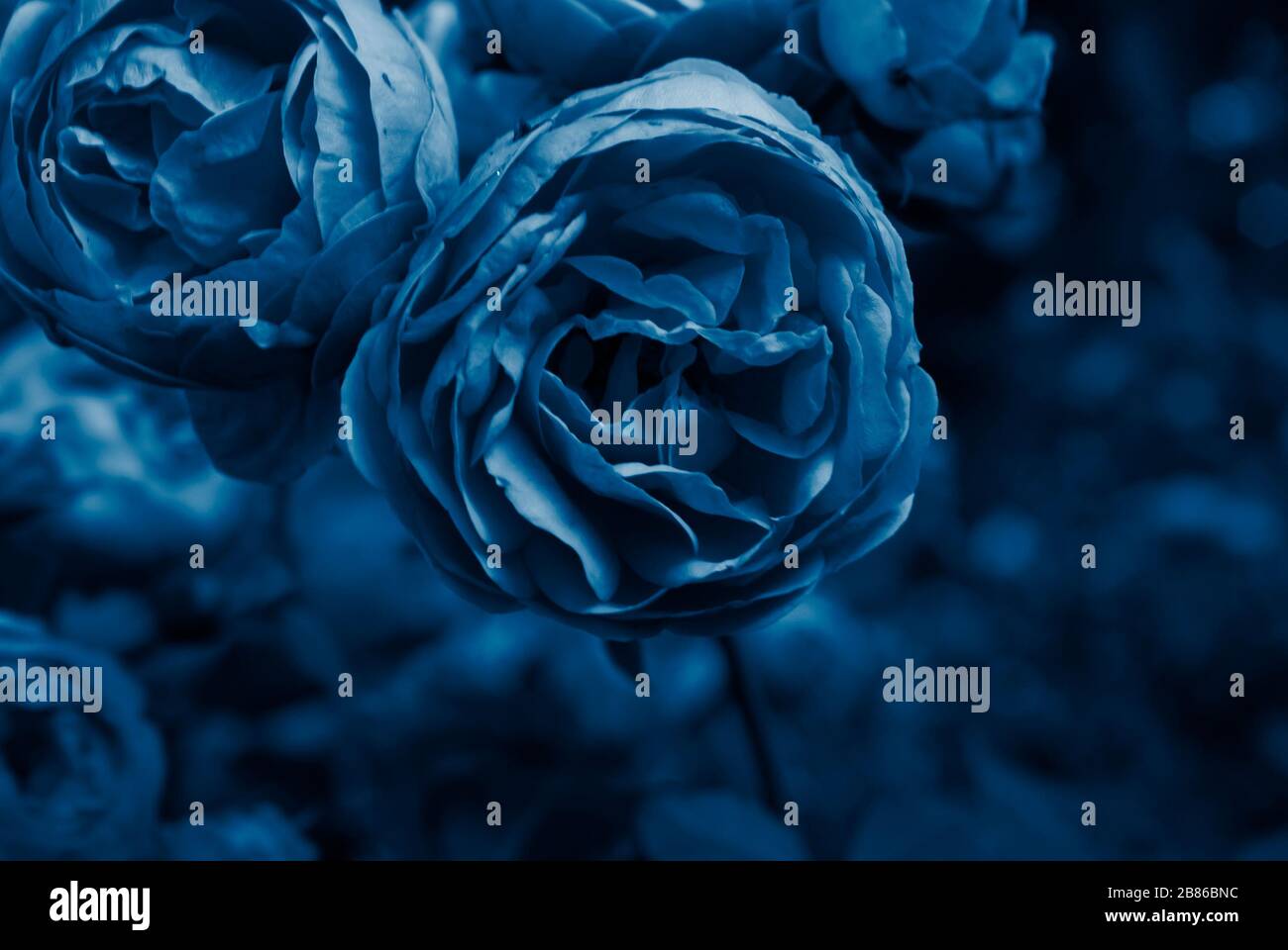 selective focus, bright peony roses in classic blue tinting Stock Photo ...