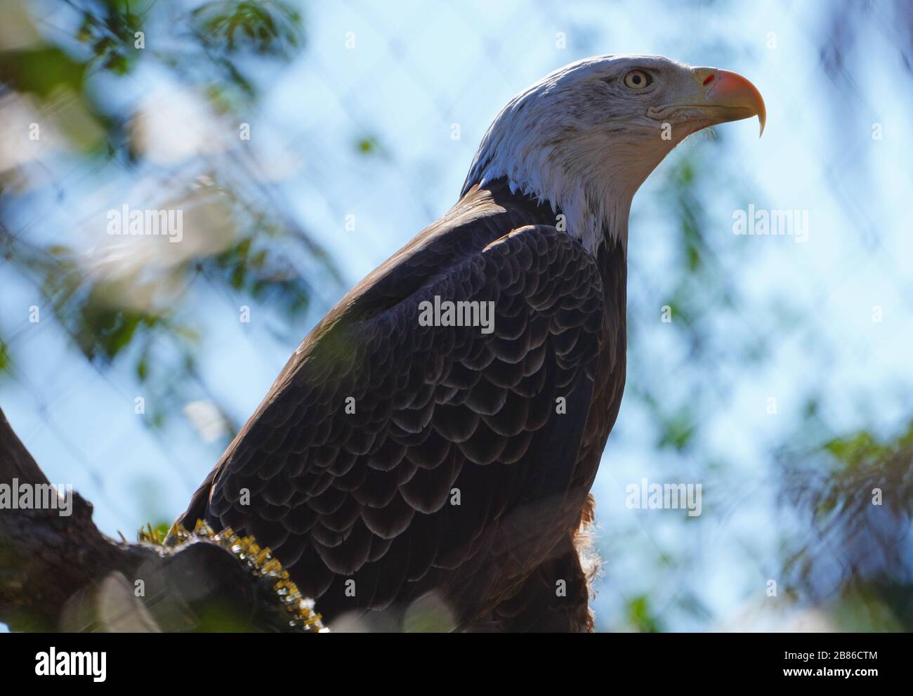 American black and white bald eagle Stock Photo - Alamy