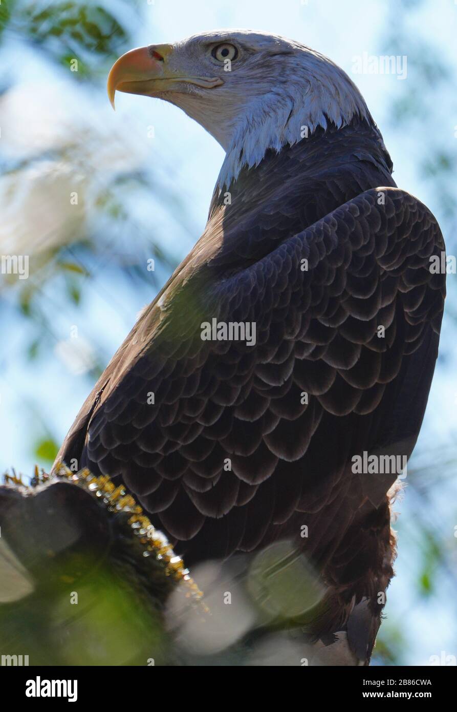 American black and white bald eagle Stock Photo - Alamy