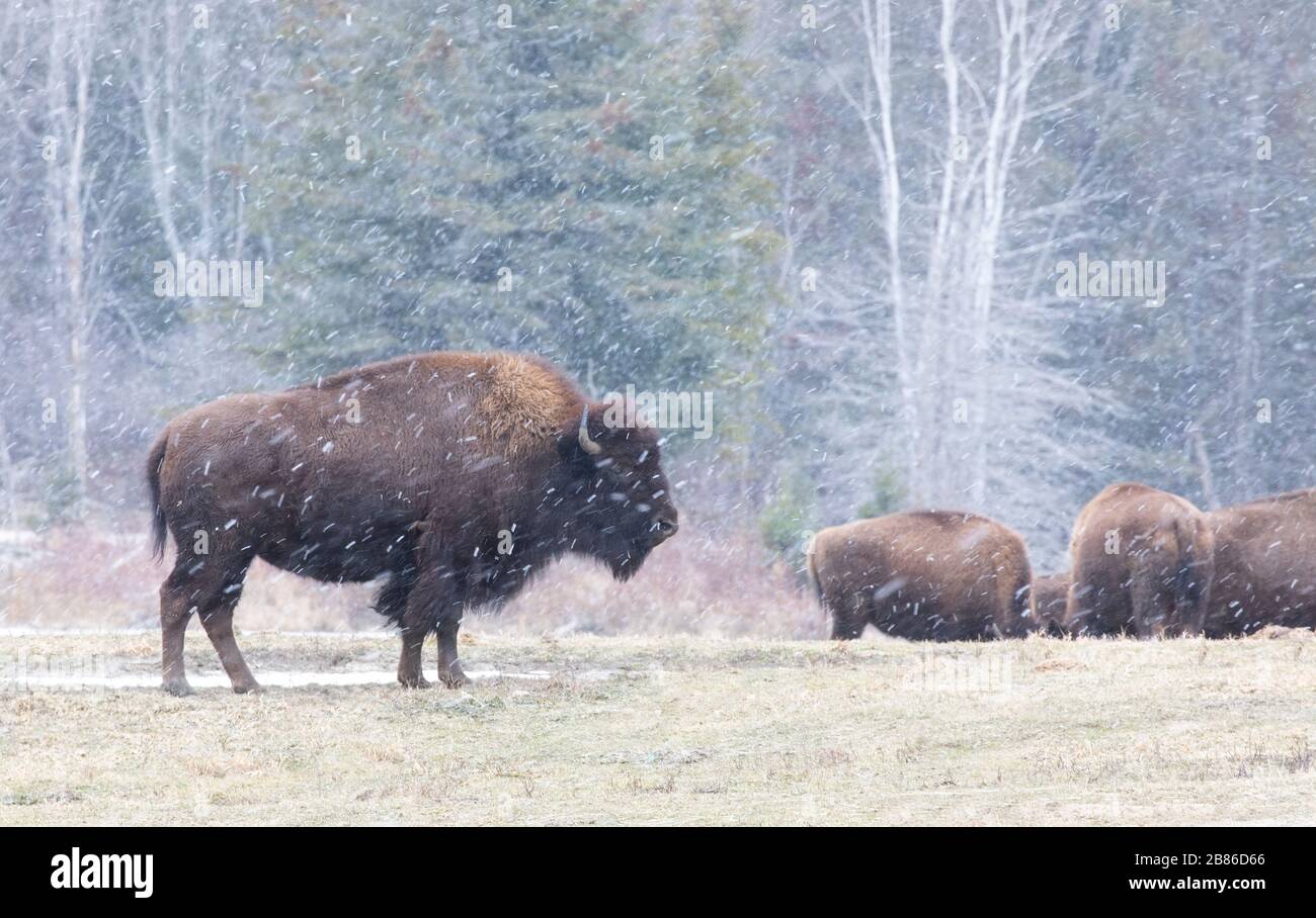 American Bison, Buffalo standing in a snow covered meadow as it snows ...