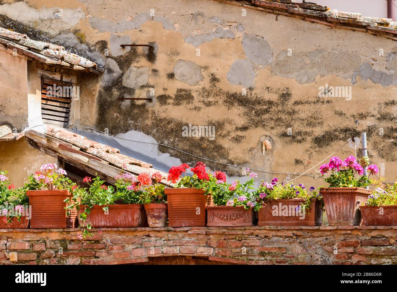 Geranium Toscana High Resolution Stock Photography and Images - Alamy