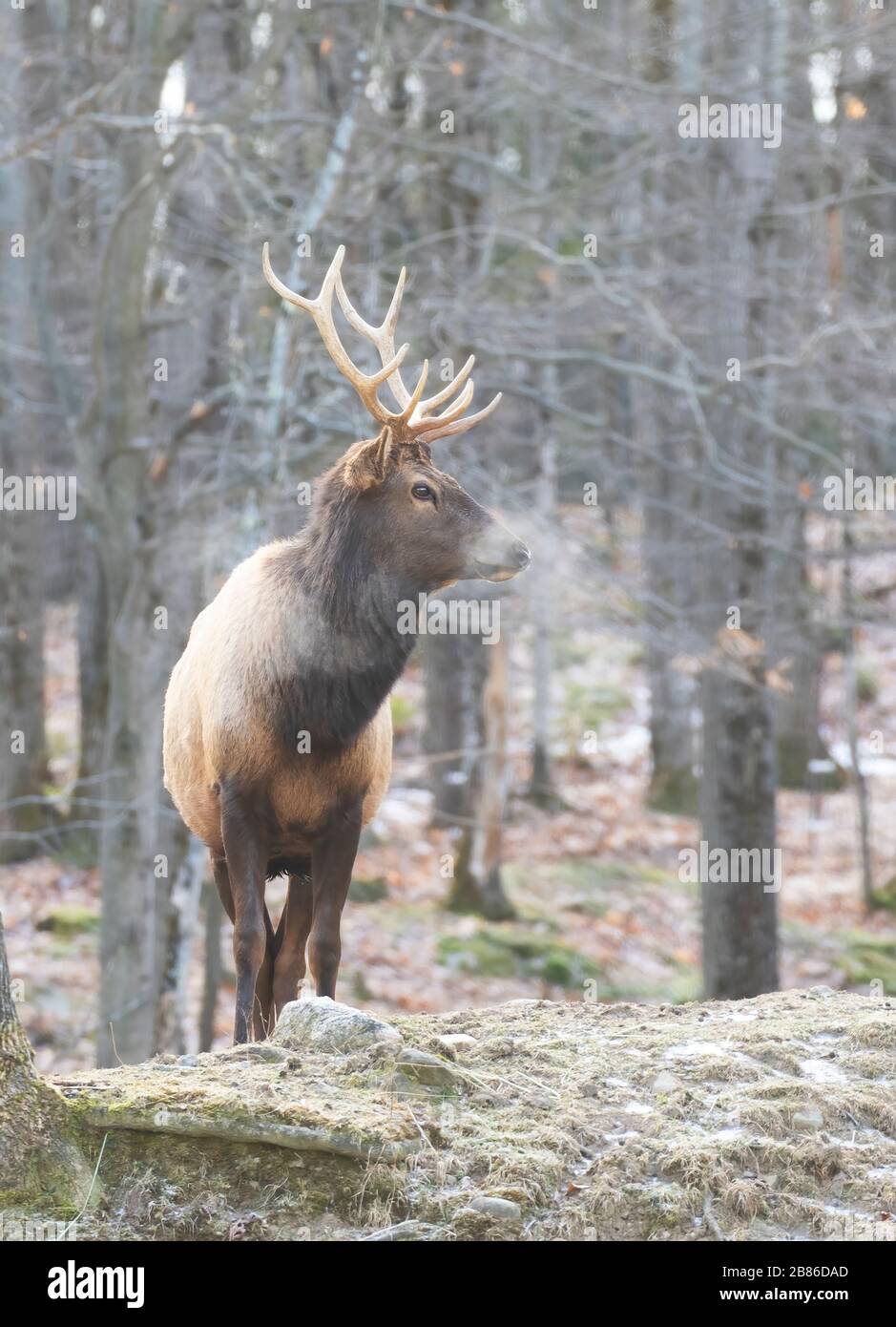 Bull Elk with large antlers standing in the forest on a cold autumn day in Canada Stock Photo