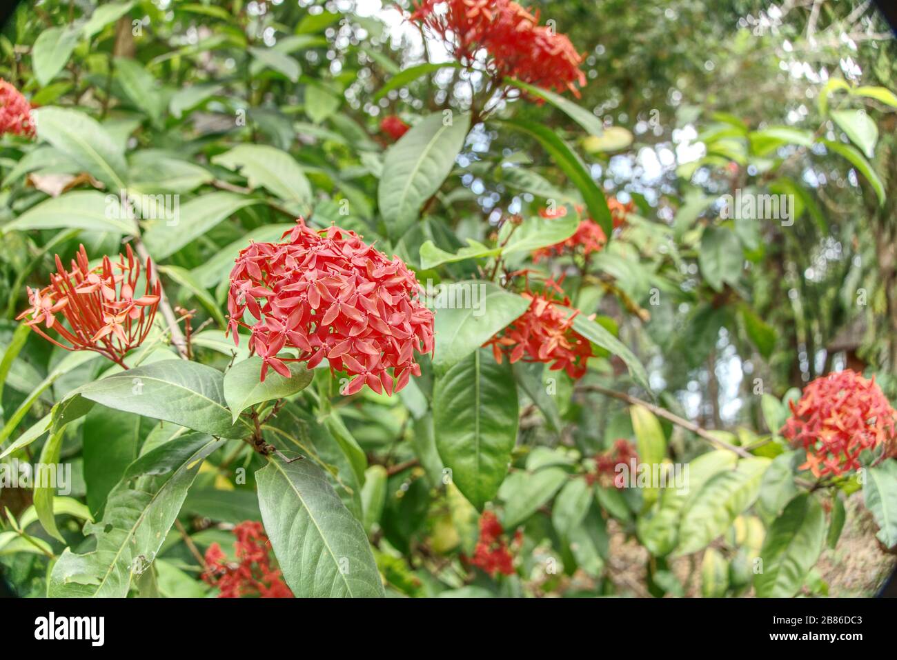 Thai national flower hi-res stock photography and images - Alamy