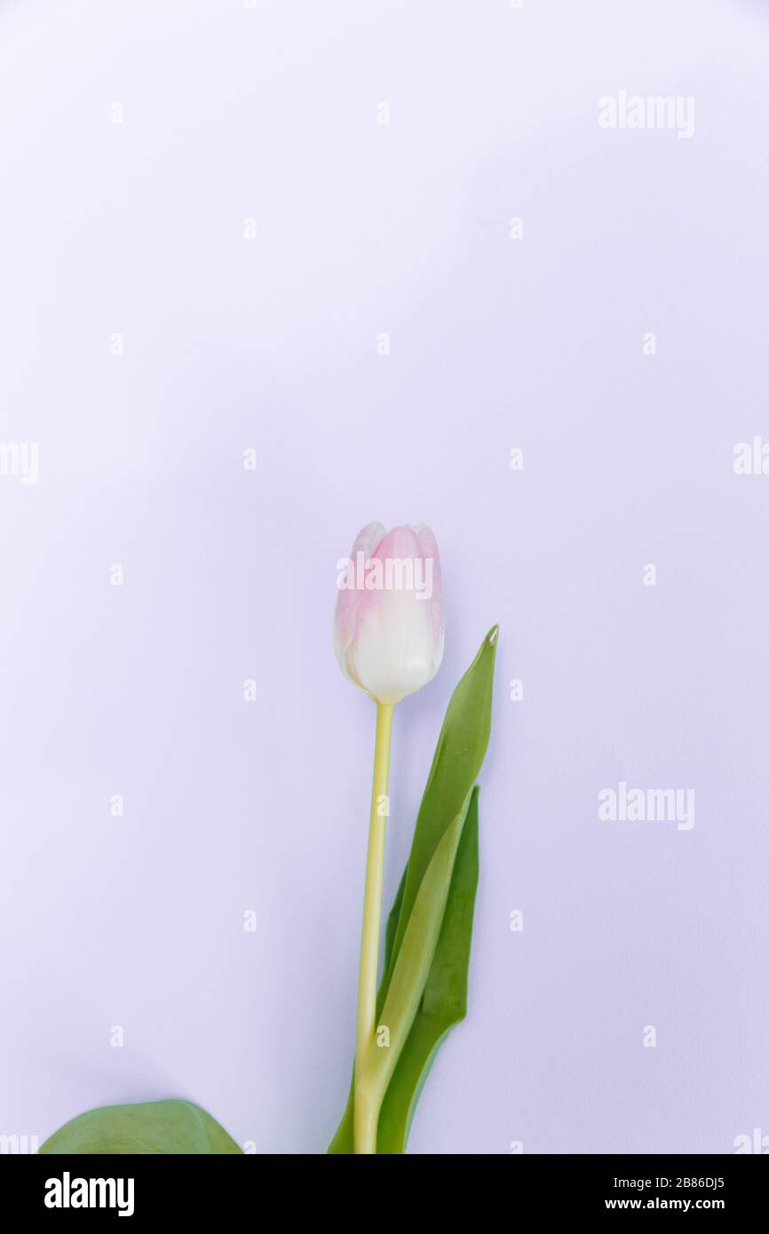 The tulip has a delicate pink color. The flower lies right in the center. The leaves of flower are placed in the frame. Stock Photo