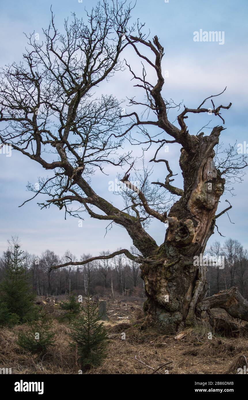 Knorriger Märchenbaum - alte Gerichtseiche / Huteeiche im Reinhardswald Stock Photo