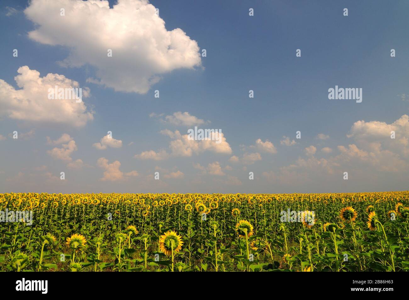 Summer yellow sunflowers with green leaves in field with blue sky with ...