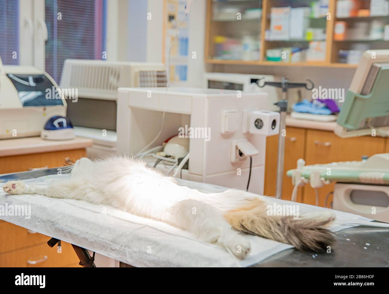 preparing the cat for surgery at the veterinary clinic Stock Photo Alamy