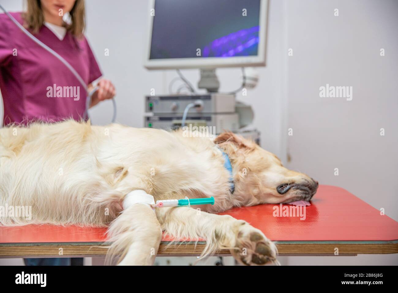 dog ready for ultrasound treatment at veterinary emergency Stock Photo