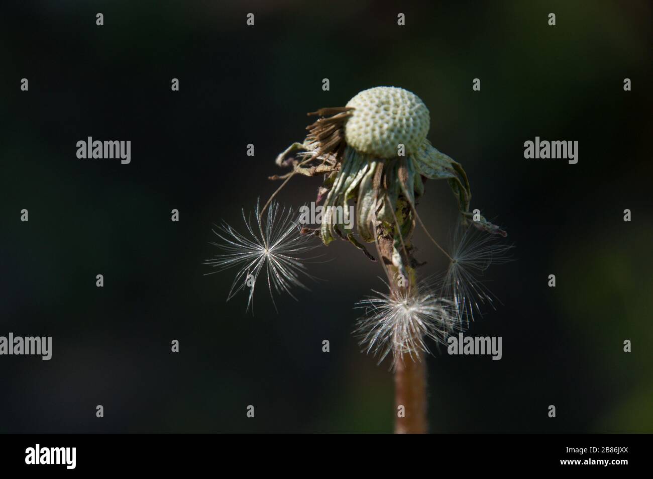 Dandelion with some fluff and seeds. Late spring. Close-up view. Stock Photo