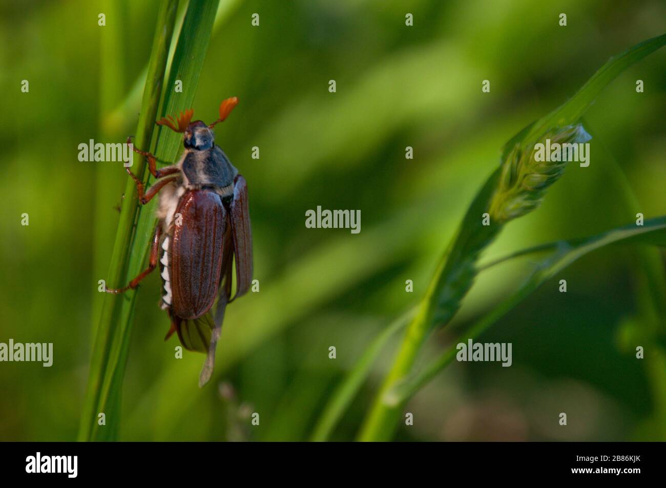 Cockchafer beetle is trying to climb up a blade of grass. Close-up view. Stock Photo