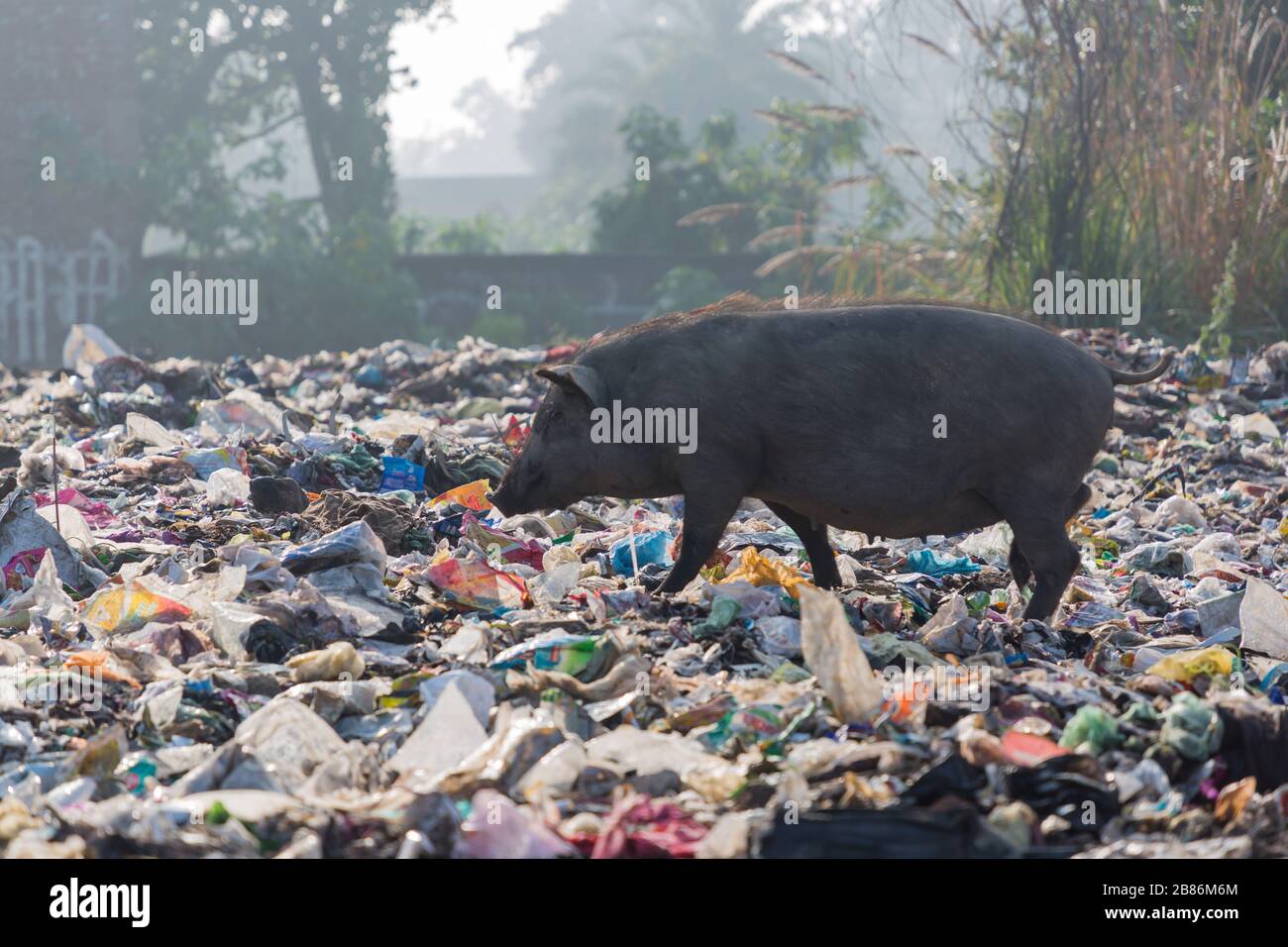 Animals eat garbage hires stock photography and images Alamy