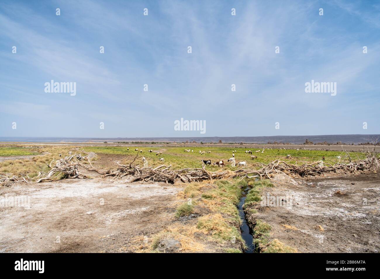 Africa, Djibouti, Lake Abbe. A herd of goats near Lake Abbe Stock Photo