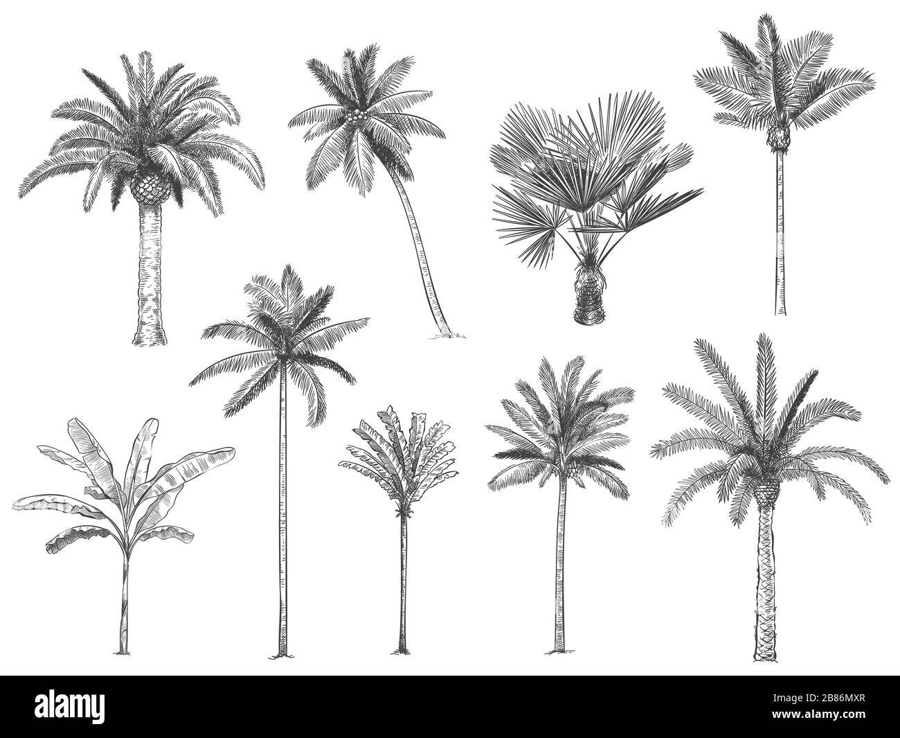 Hand drawn tropical palm trees. Vector set Stock Vector