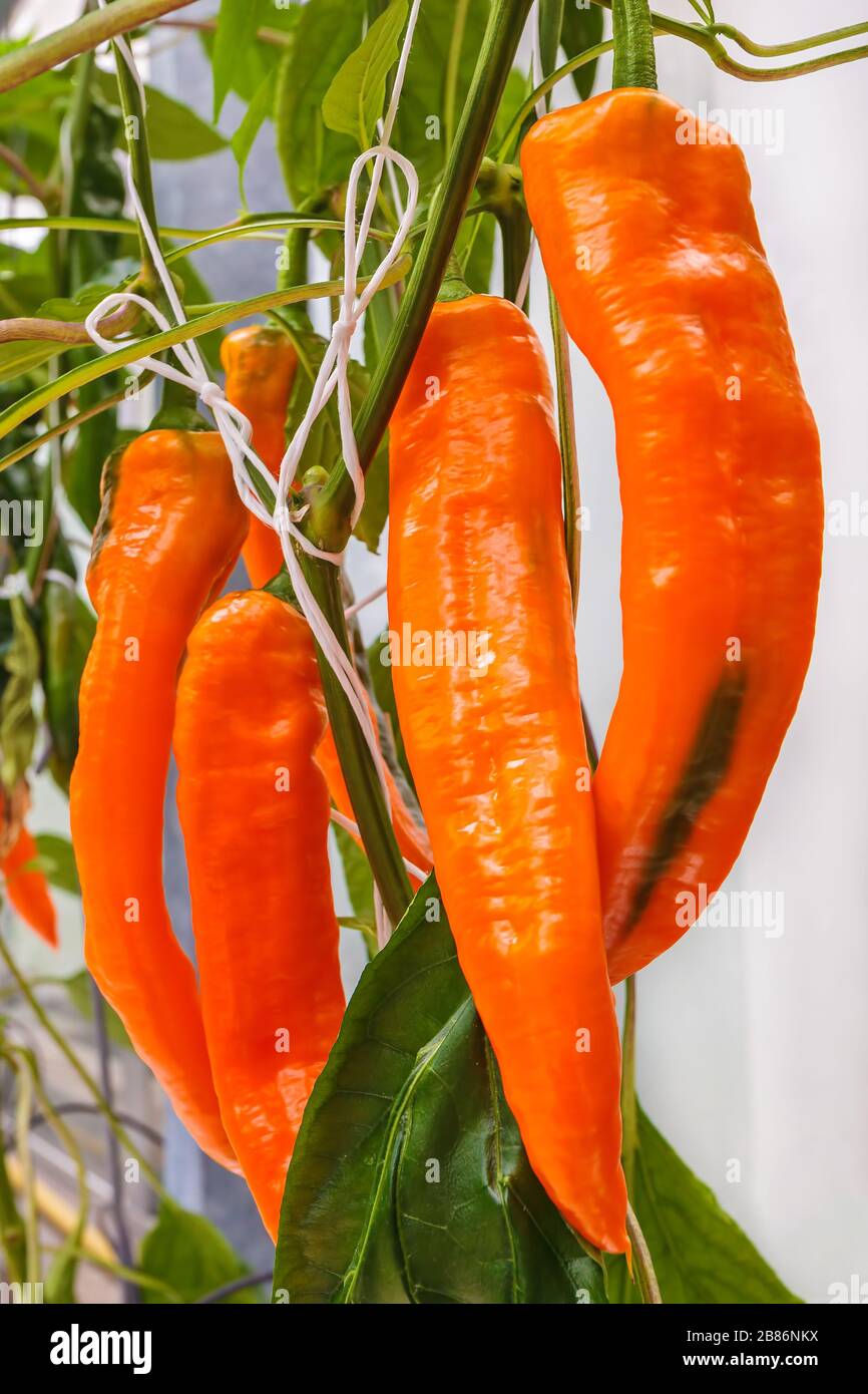 Industrial growth of orange bell peppers in a greenhouse Stock Photo