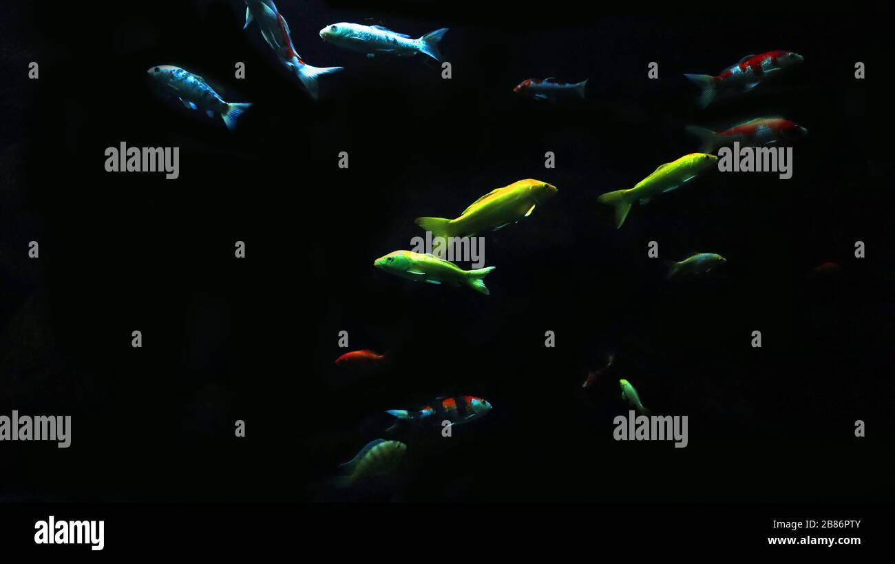 Fishes underwater in a dark aquarium Stock Photo