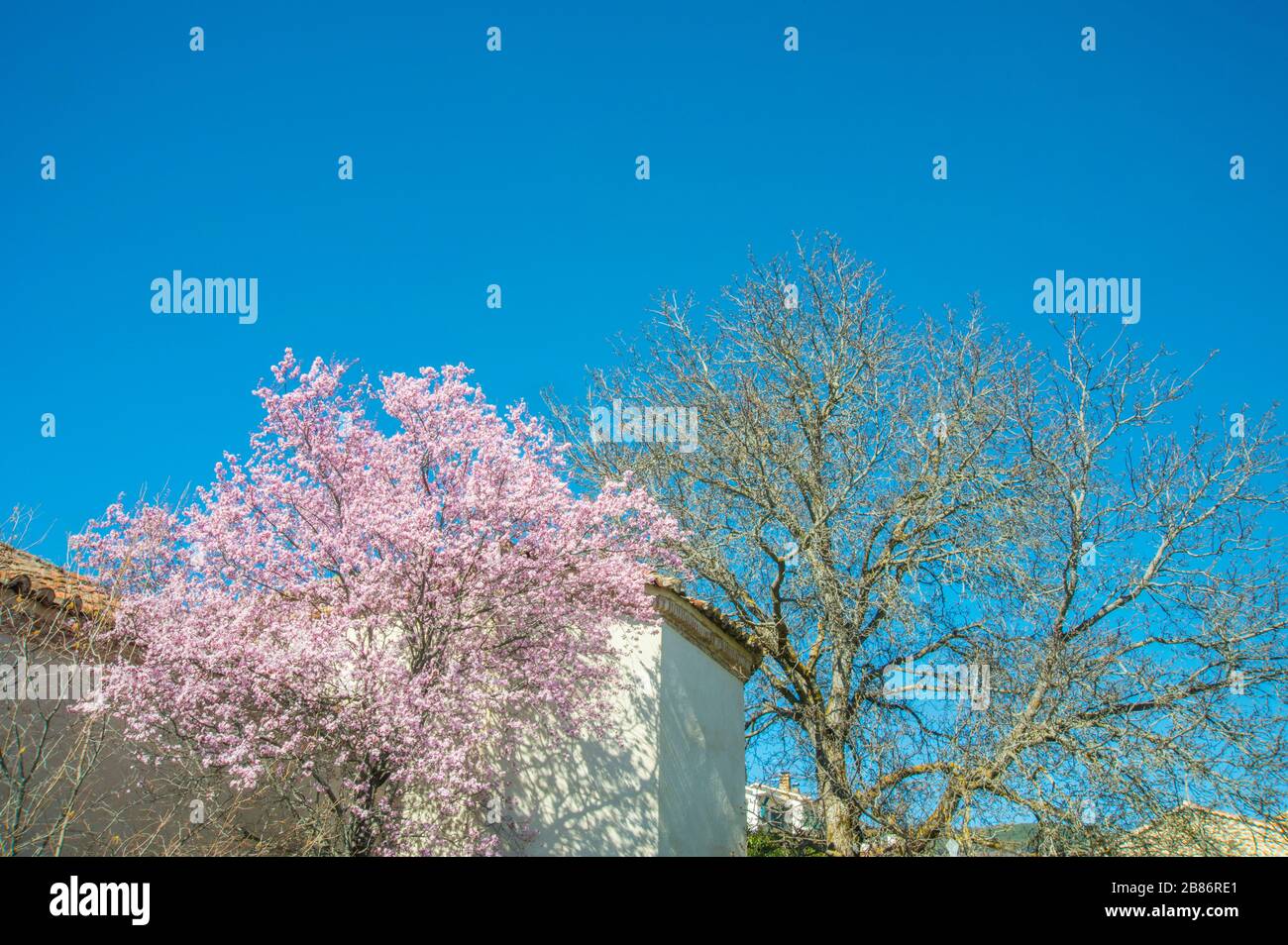 Flowered tree and whitered tree. Stock Photo