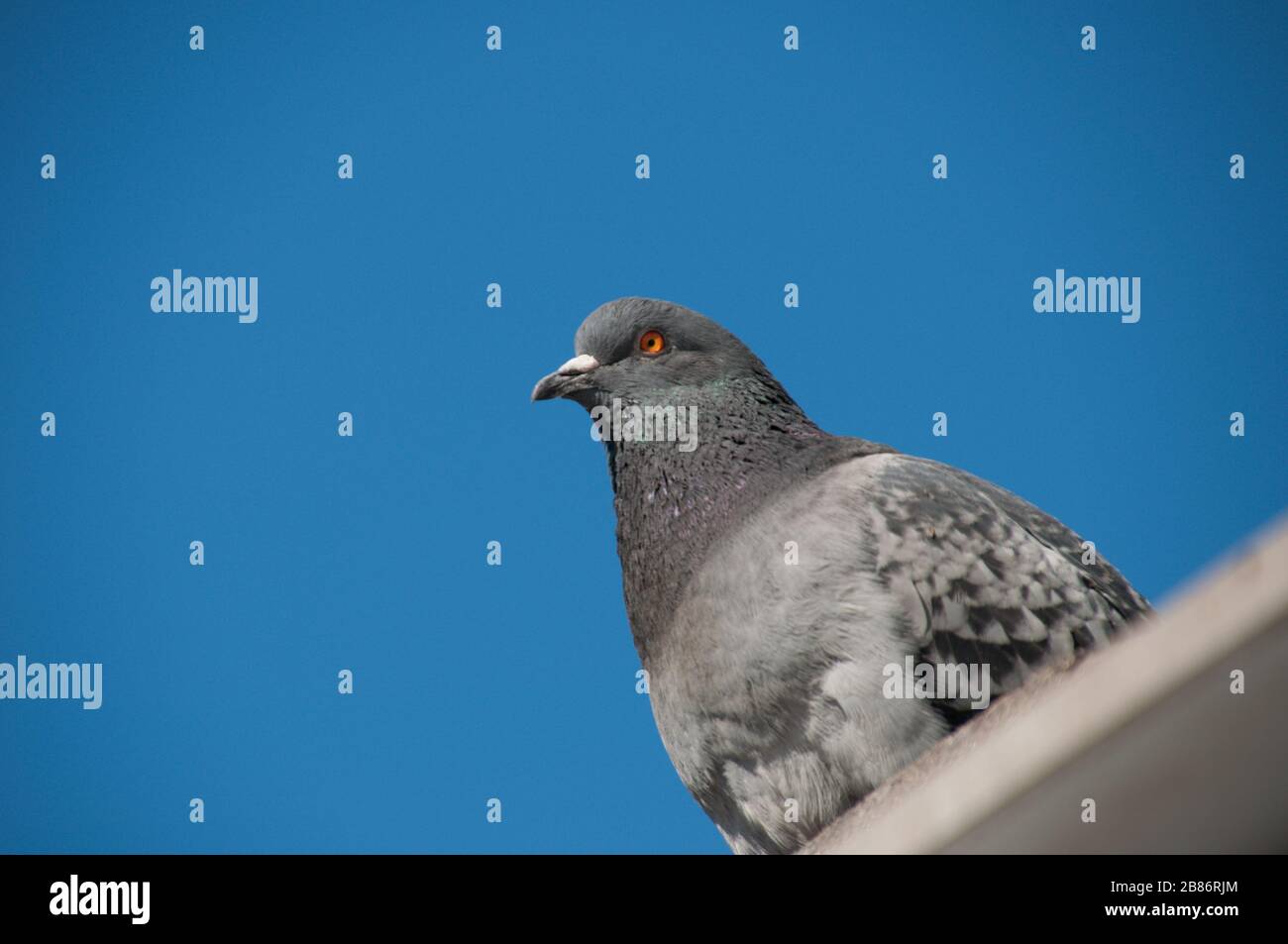 A pigeon sitting on the roof. Close-up view with a bright blue sky in the background. Stock Photo