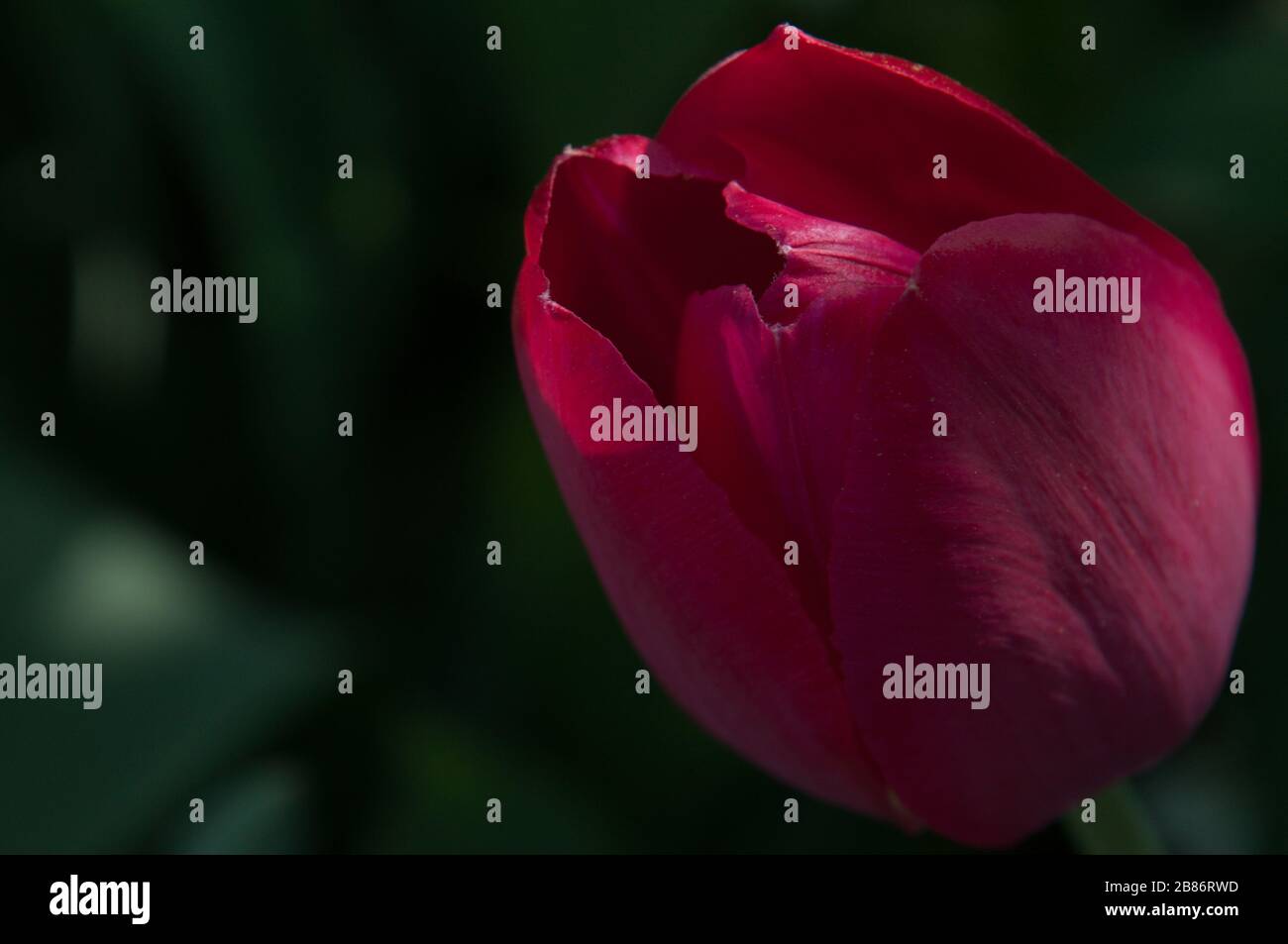A dark pink tulip close-up view with a dark-green blurred background Stock Photo