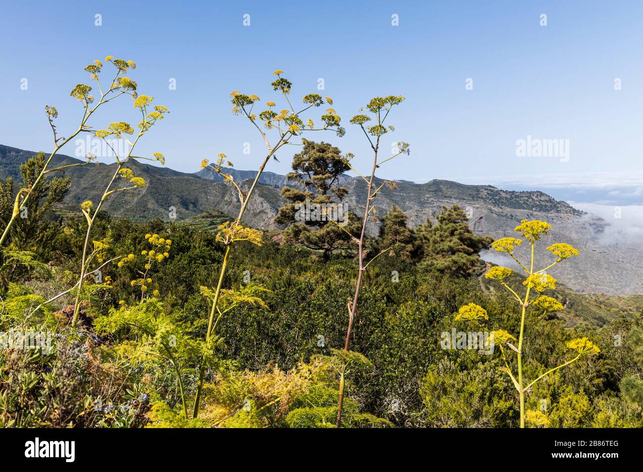 Canary Island Giant Fennel, Ferula linkii, yellow flowers in spring, Ruigomez, Tenerife, Canary Islands, Spain Stock Photo