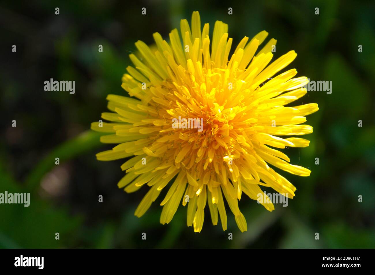 A cheerful sunny dandelion close-up view. Bright spring flower. Stock Photo