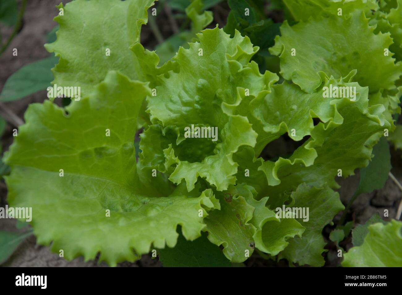 A green lush foliage of lettuce plant salad. Stock Photo