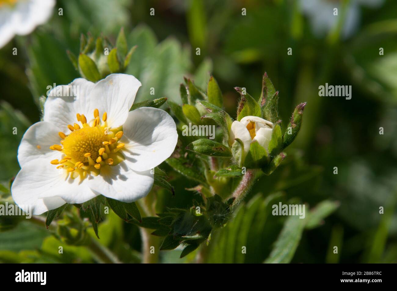 Strawberry flower with bud close-up view. Blurred background. Very spring photo. Stock Photo