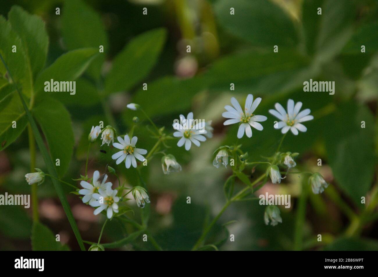 A charming spring flowers of starwort close-up photo with green foliage in the background. Stock Photo