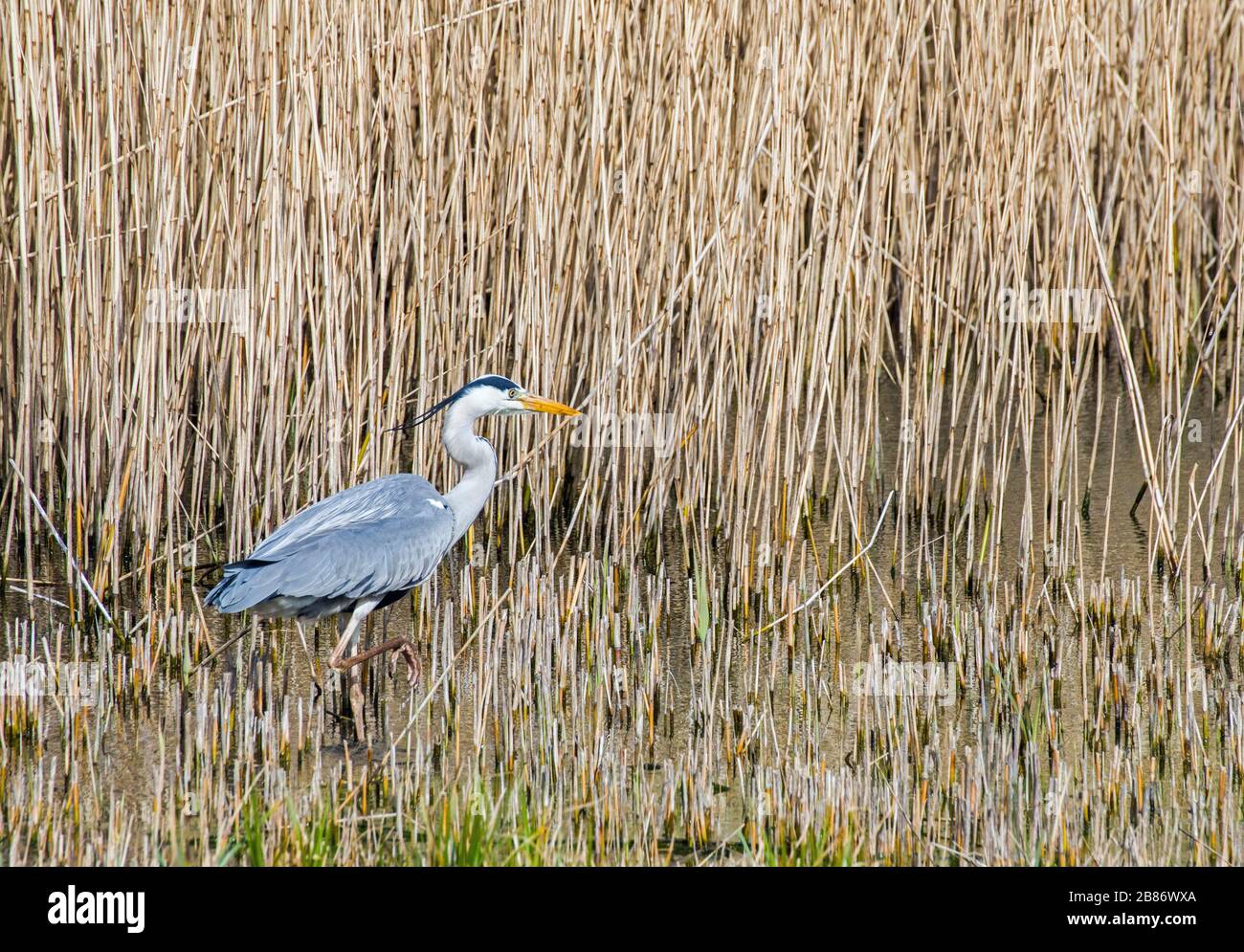 A grey heron Ardea cinerea waiting to see a fish in a reed pond in South Wales Stock Photo