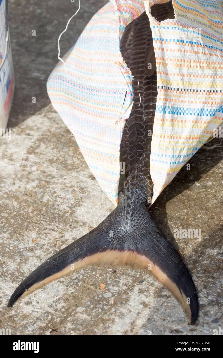 Big eye tuna hires stock photography and images Alamy