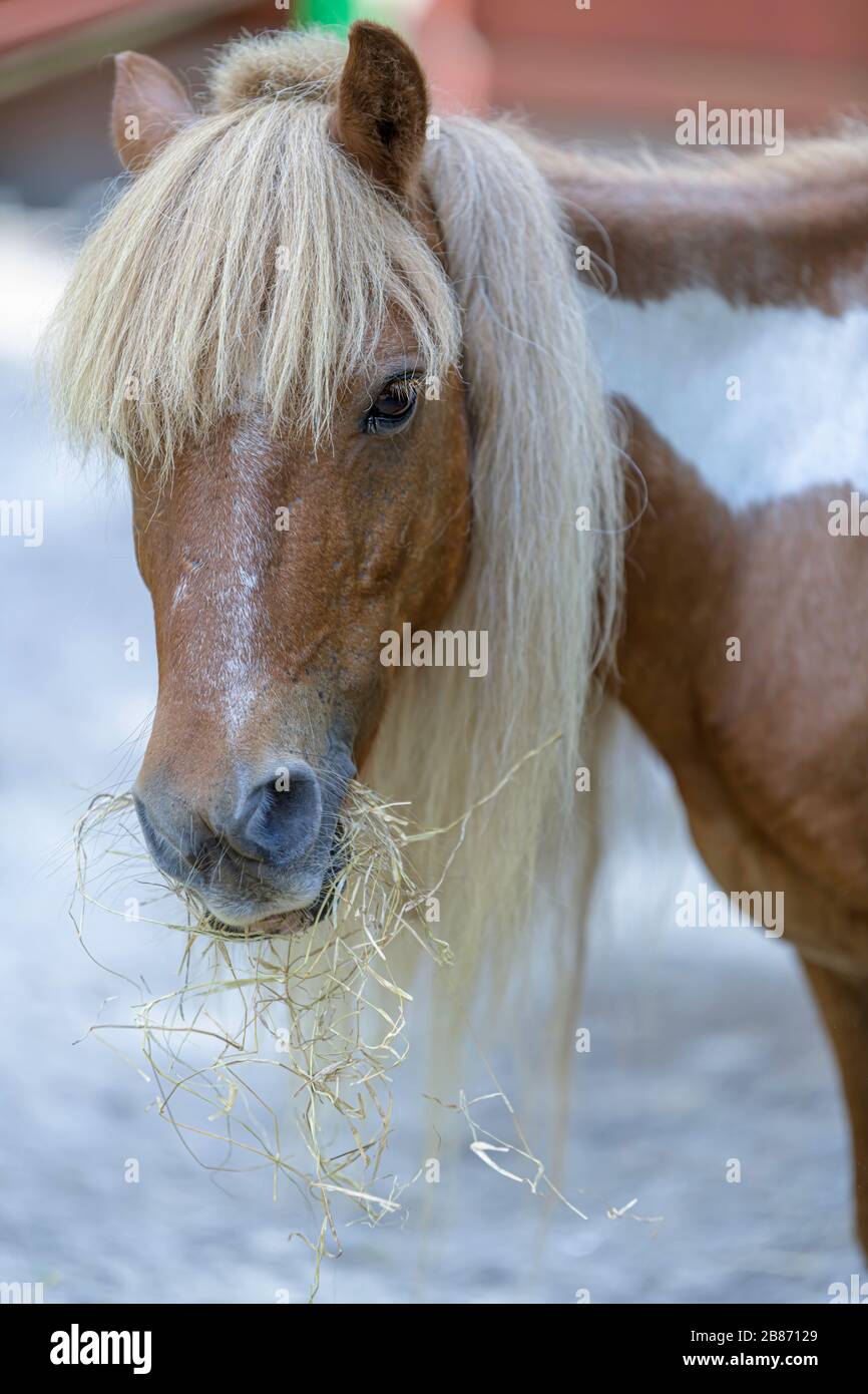 Pony with blonde mane with mouth full of hay Stock Photo