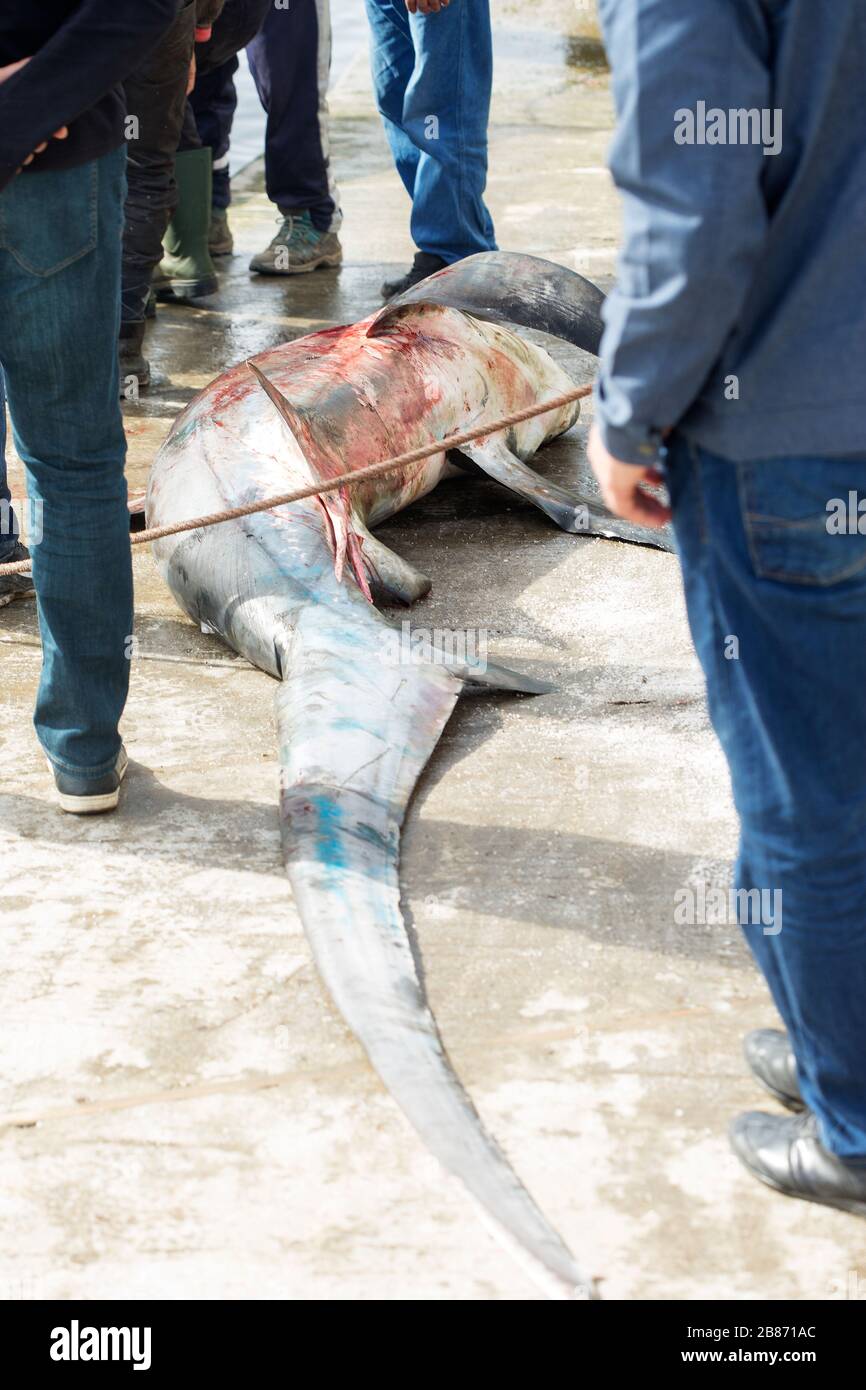 Morocco shark sharks fishing hires stock photography and images Alamy