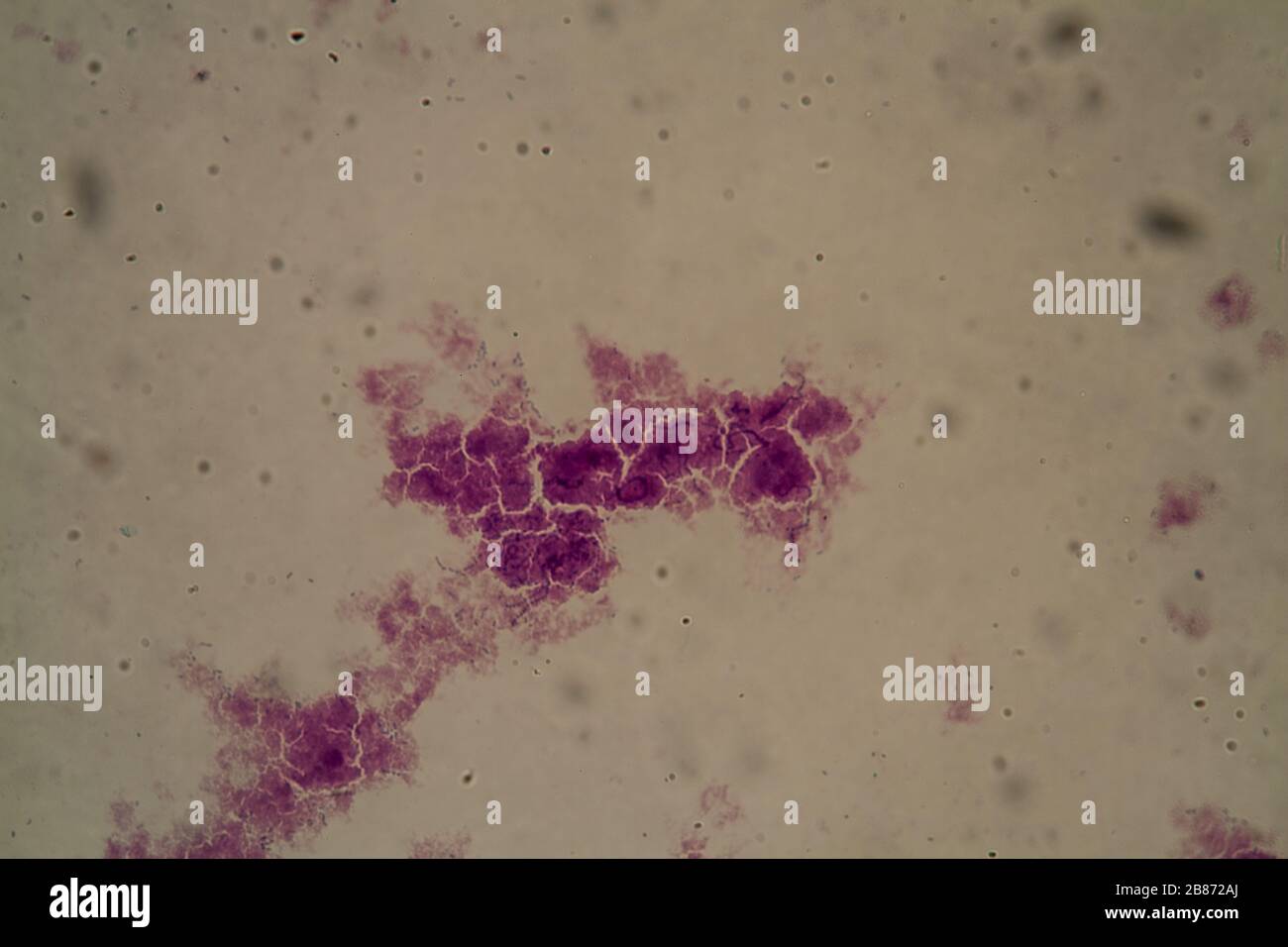 Lactis streptococcus Cultivating Streptococcus