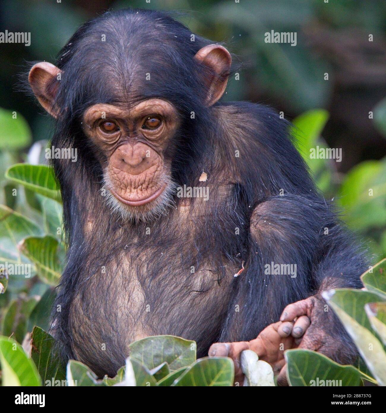 Young Chimpanzee (Pan troglodytes) in a tree, Chimpanzee Rehabilitation Project, River Gambia National Park, Gambia. Stock Photo
