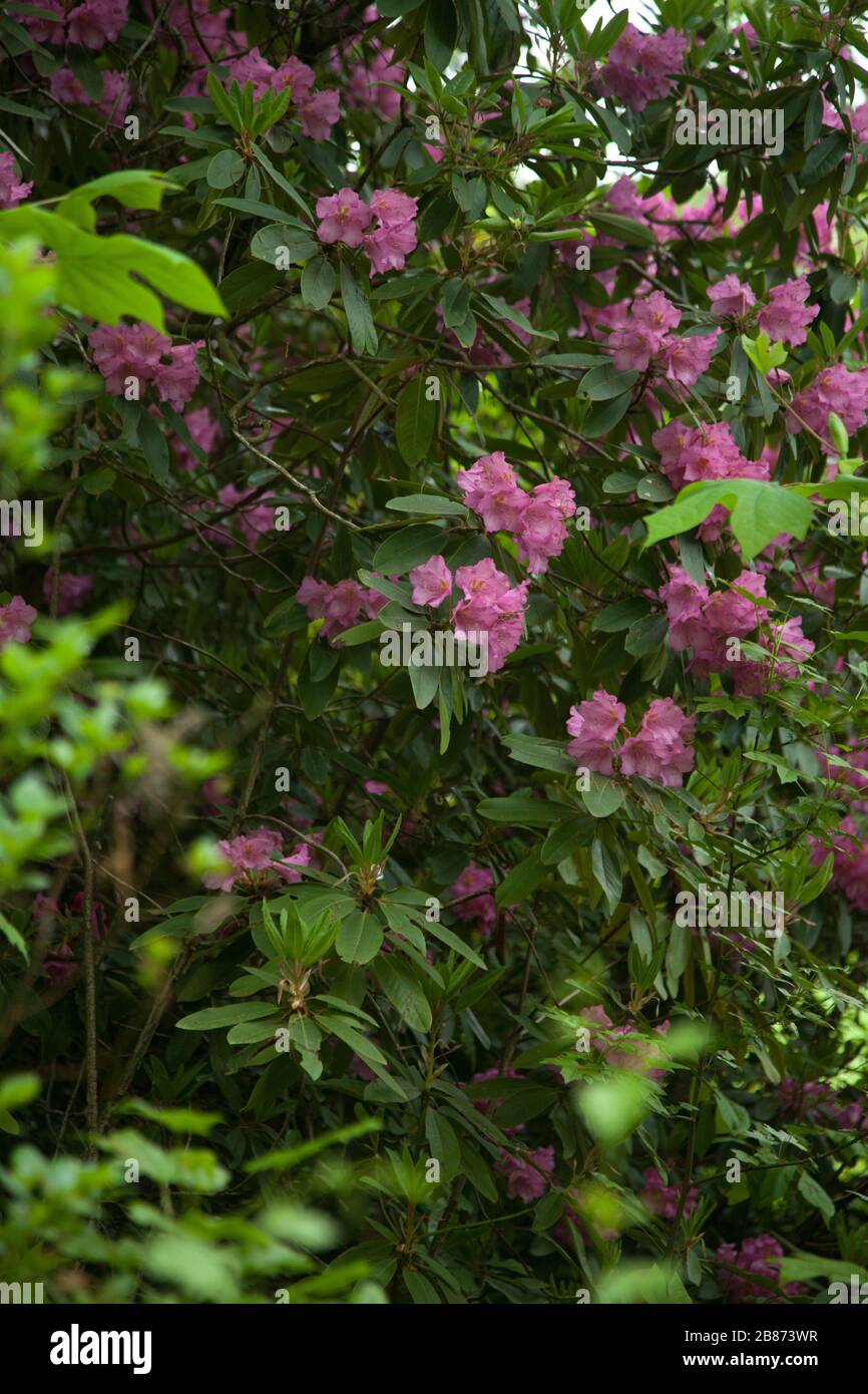 Pink Azalea in a garden Stock Photo - Alamy