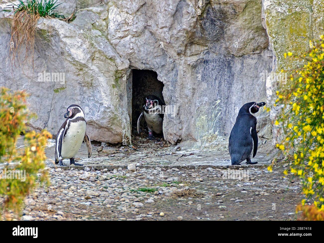 three humboldt penguins behaving right, one at home in a cave and two outside keeping distance Stock Photo