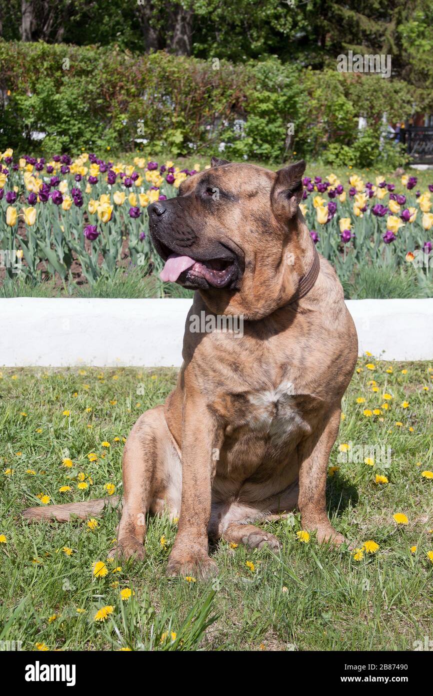 Canary mastiff is sitting near a flower bed with tulips. Canarian molosser or dogo canario. Pet animals. Stock Photo