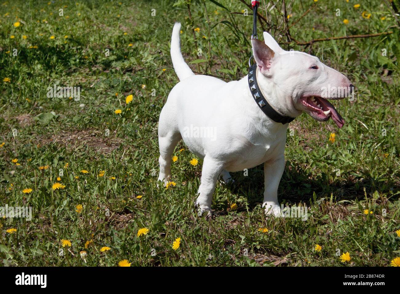 Pictures of sales miniature bull terriers