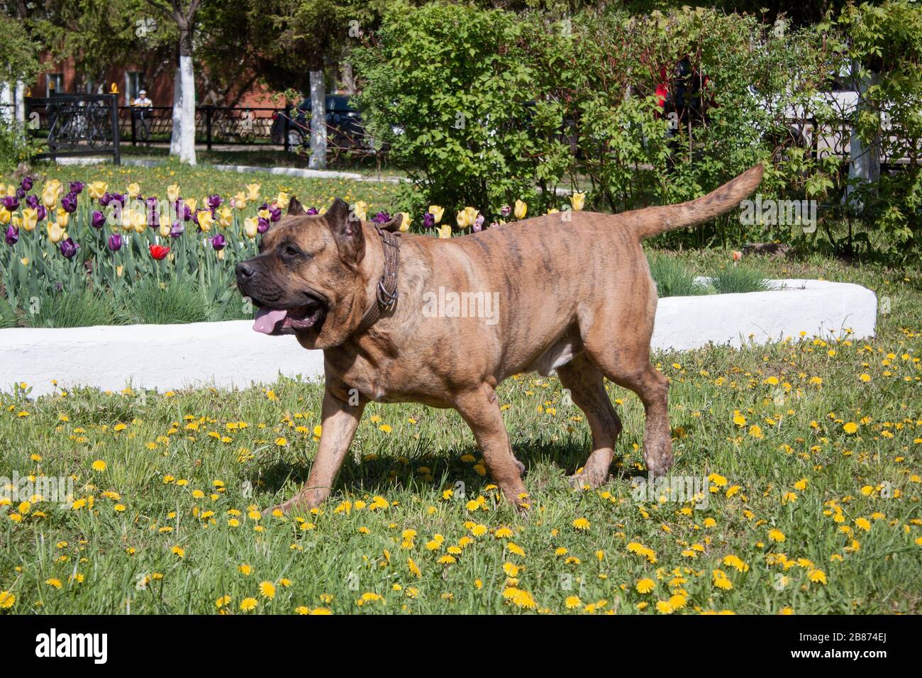 Canary mastiff is running on a green meadow. Canarian molosser or dogo canario. Pet animals. Stock Photo