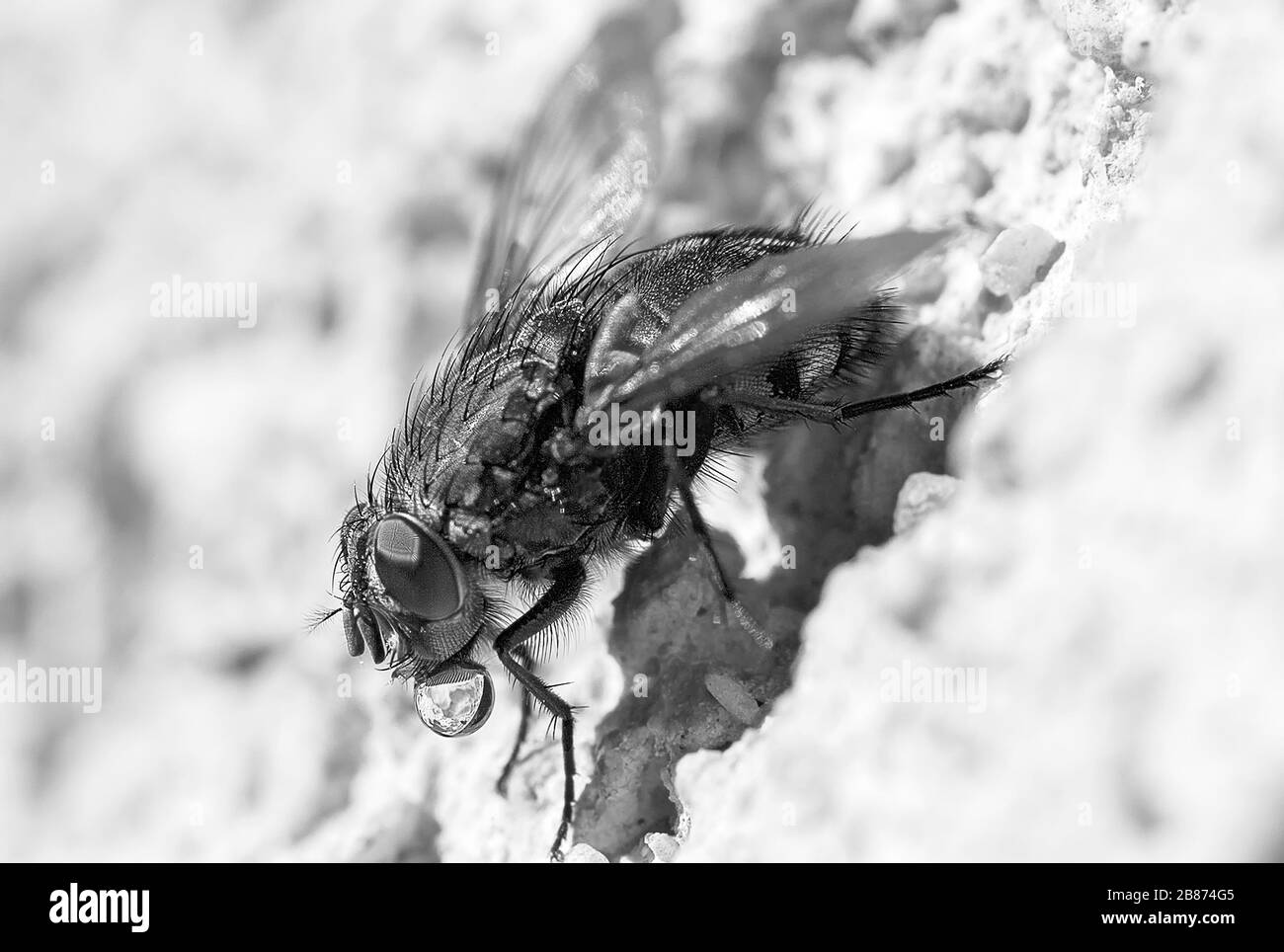 Butterflies and bees Black and White Stock Photos & Images - Alamy