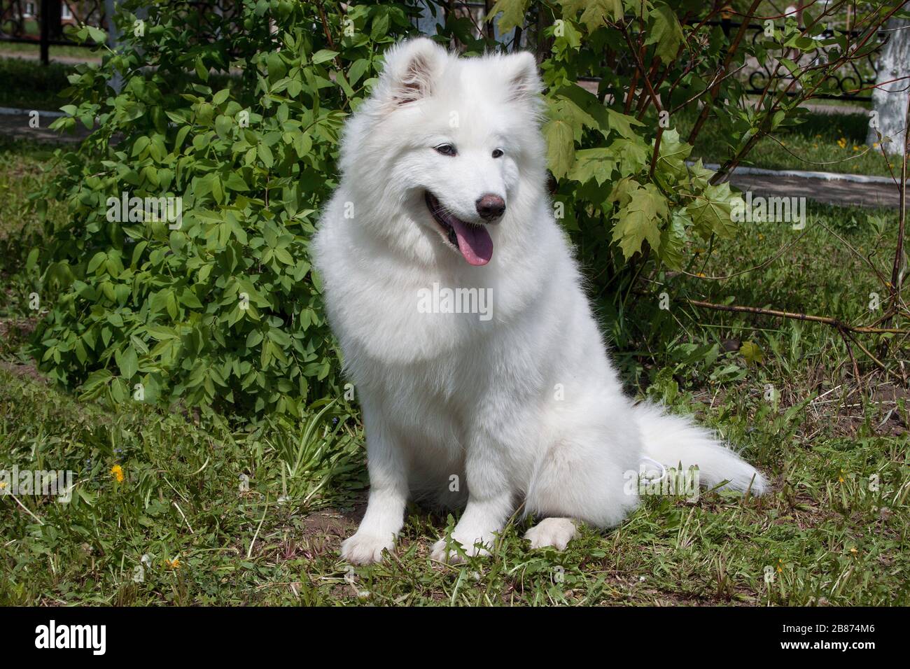 Samoyed is sitting on a green meadow. Sledge dog. Pet animals Stock ...