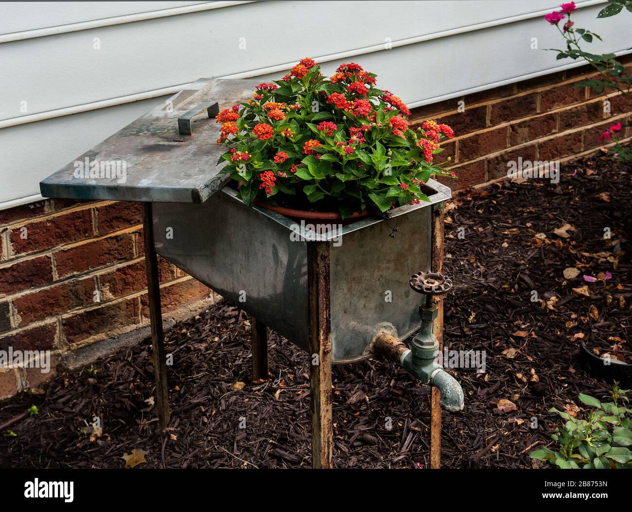 flower potted in sink drain Stock Photo Alamy