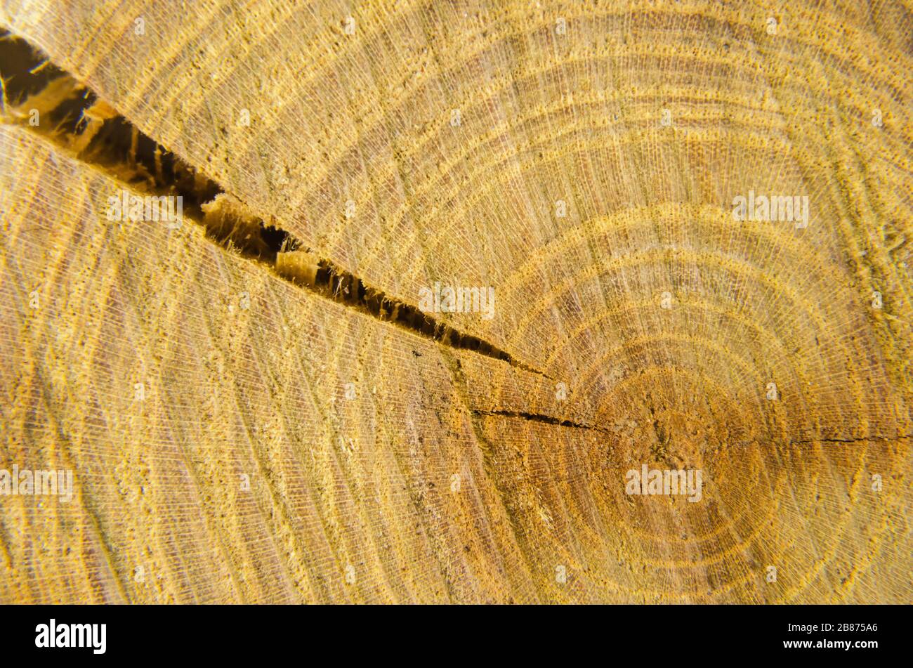 tree in cross section with annual rings Stock Photo - Alamy