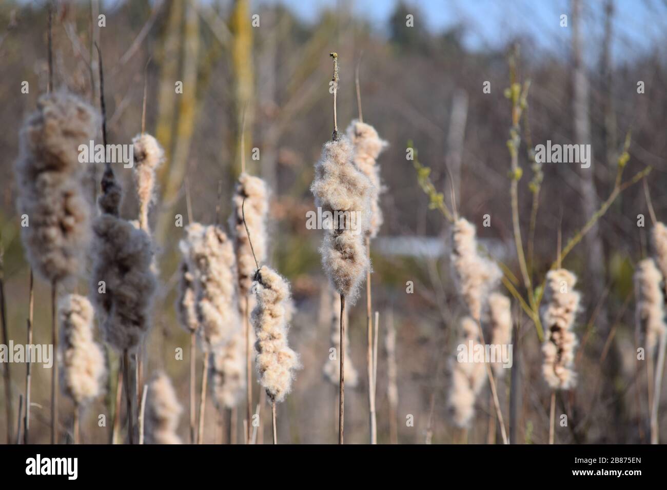 the Seeds of the Cattail Stock Photo - Alamy