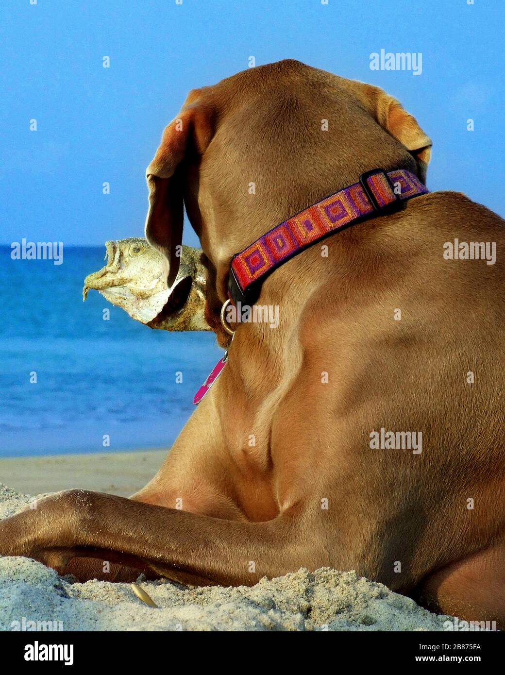 Dog with fish in mouth Stock Photo