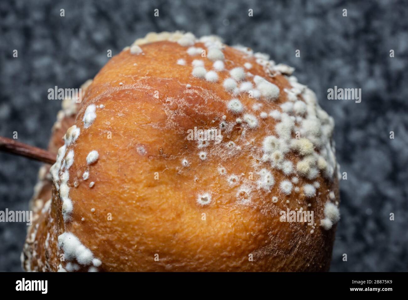 Rotting apples with white mold Stock Photo Alamy