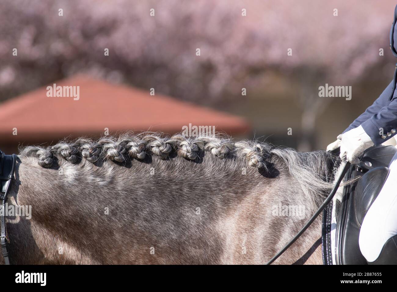Detail of a braided neck with button braids in a dressage competition Stock Photo