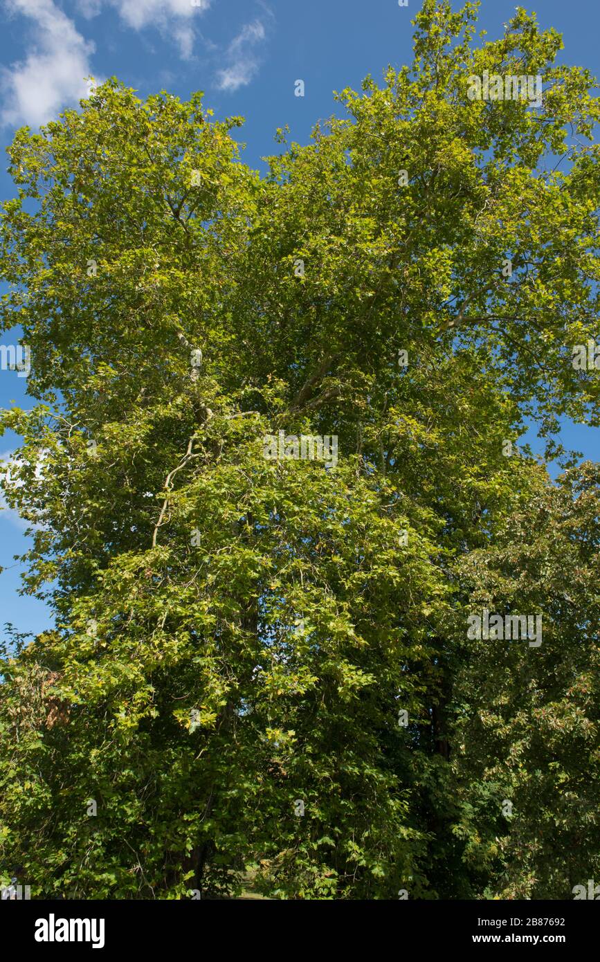 Foliage a London Plane Tree (Planatus x acerifolia or Platanus x hispanica) with a Bright Blue Sky Background in a Garden in West Sussex,England,UK Stock Photo